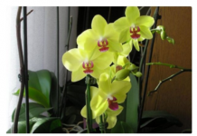 SIPAJTE SAMO JEDNOM: Najslabija orhideja odmah postaje jaka i cvjeta cijele godine