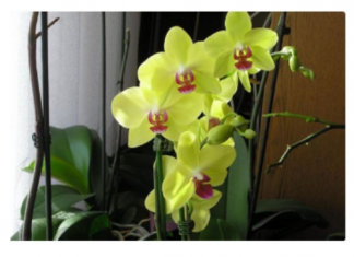 SIPAJTE SAMO JEDNOM: Najslabija orhideja odmah postaje jaka i cvjeta cijele godine