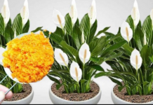 ODMAH JE PROCVJETALA! 1 kašičica za svaki kućni cvijet i bujno cvjetanje je zagarantovano!