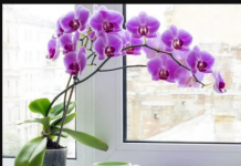 SIPAJTE OVAJ ČAJ PREKO ORHIDEJA I GLEDAJTE ŠTA ĆE SE DESITI: Cvjetaće kao LUDE, nema boljeg RASTVORA