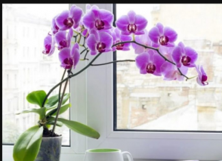 SIPAJTE OVAJ ČAJ PREKO ORHIDEJA I GLEDAJTE ŠTA ĆE SE DESITI: Cvjetaće kao LUDE, nema boljeg RASTVORA