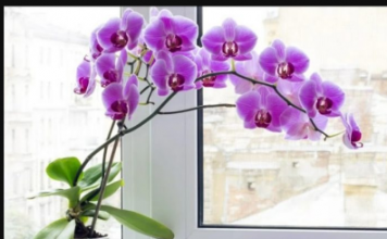 SIPAJTE OVAJ ČAJ PREKO ORHIDEJA I GLEDAJTE ŠTA ĆE SE DESITI: Cvjetaće kao LUDE, nema boljeg RASTVORA