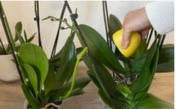 URADITE OVO ORHIDEJAMA I NOVE GRANE I LISTOVI ĆE KRENUTI: Stalno će cvjetati, a orhideja će biti zdrava i prelijepa