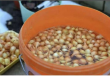 Uvek se pridržavam saveta mog dede pri sadnji luka; Godinama imam takav rod da se i komšije dive!