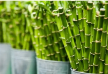 Obavezno ih unesite u svoj dom u Novoj godini: Ove tri magične biljke privlače ljubav, novac i sreću