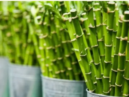 Obavezno ih unesite u svoj dom u Novoj godini: Ove tri magične biljke privlače ljubav, novac i sreću