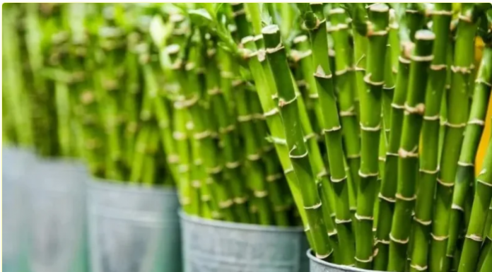 Obavezno ih unesite u svoj dom u Novoj godini: Ove tri magične biljke privlače ljubav, novac i sreću