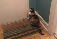 Nepoznata mačka se pojavila pred vašim kućnim pragom? To znači samo jedno – pripremite se