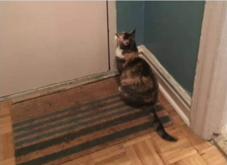 Nepoznata mačka se pojavila pred vašim kućnim pragom? To znači samo jedno – pripremite se