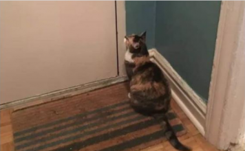 Nepoznata mačka se pojavila pred vašim kućnim pragom? To znači samo jedno – pripremite se