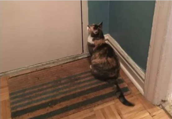 Nepoznata mačka se pojavila pred vašim kućnim pragom? To znači samo jedno – pripremite se