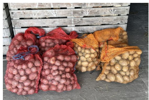 Deda ga je uvijek bacao u kesu sa krompirom i izdržali su do sledeće berbe: Ni jedan nije proklijao!