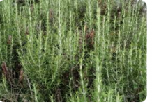 STARO RIMSKO VJEROVANJE KAŽE DA JE SVAKI DOM KOJI IMA OVU BILJKU ZAŠTIĆEN: Zle sile će ga zaobići u velikom luku