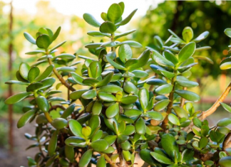 SIPAJTE MEŠAVINU OVA 2 JEFTINA SASTOJKA IZ KUHINJE U SAKSIJU I GLEDAJTE: Drvo novca će rasti i cvetati kao ludo