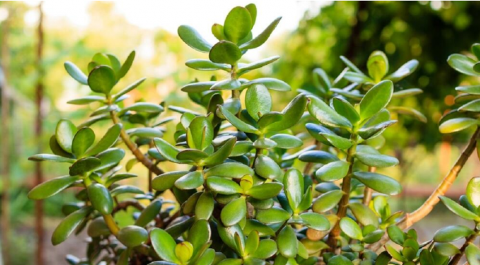 SIPAJTE MEŠAVINU OVA 2 JEFTINA SASTOJKA IZ KUHINJE U SAKSIJU I GLEDAJTE: Drvo novca će rasti i cvetati kao ludo