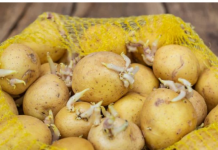 KROMPIR brzo klija? Čuvajte ih zajedno sa ovim proizvodom. Ni jedan neće proklijati!