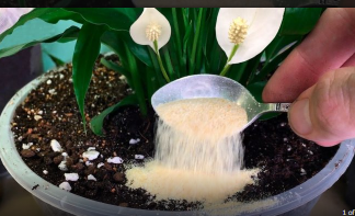 Nakon ovog moje sobne biljke CVATU kao divlje: Dodajte po 1 kašičicu u svaku saksiju, ništa više!