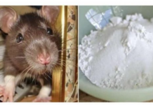 Domaći TRIK da se riješite miševa u stanu i podrumu: Samo sam ga spustio na zemlju i sutradan miševa nema nigdje!