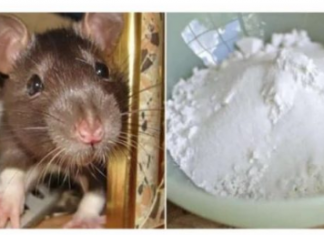 Domaći TRIK da se riješite miševa u stanu i podrumu: Samo sam ga spustio na zemlju i sutradan miševa nema nigdje!