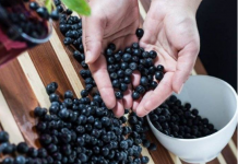 MOĆNE BOBICE PREPUNE ANTIOKSIDANATA – ARONIJA JE RIZNICA ZDRAVLJA: Najefikasnija je ako se konzumira na ovaj način!