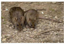 OVAJ JAK MIRIS TJERA MIŠEVE KAO OD ŠALE: Razbježaće se na sve stane, NEĆE ZNATI ŠTA IH JE SNAŠLO