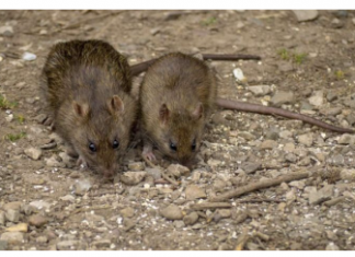 OVAJ JAK MIRIS TJERA MIŠEVE KAO OD ŠALE: Razbježaće se na sve stane, NEĆE ZNATI ŠTA IH JE SNAŠLO