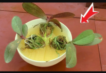 Izvadite je iz lonca i potopite u ovu vodu: Orhideja će pustiti puno novih korijena i cvjetati kao luda!