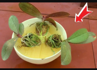 Izvadite je iz lonca i potopite u ovu vodu: Orhideja će pustiti puno novih korijena i cvjetati kao luda!