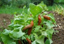 8 efikasnih načina da se rešite puževa iz vaše bašte: Posle kiše stižu da potamane povrće, ali neće moći ako uradite ovo