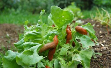 8 efikasnih načina da se rešite puževa iz vaše bašte: Posle kiše stižu da potamane povrće, ali neće moći ako uradite ovo