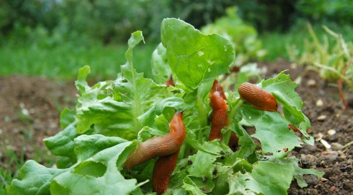 8 efikasnih načina da se rešite puževa iz vaše bašte: Posle kiše stižu da potamane povrće, ali neće moći ako uradite ovo