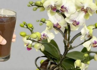 Izlio sam šalicu do korijena! 0DMAH Orhideje cvjetaju tijekom cijele godine na ovaj jednostavan način.
