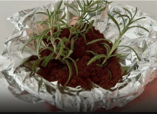 JEDNOSTAVNO zabodite ruzmarin u kafu! EFEKAT je zapanjujuć!