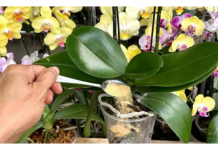 1 kašičica direktno u saksiju i 0RHIDEJA cvjeta skoro N0N-ST0P: Nema plijesni, bolesti i imam 5 puta više cvjetova!