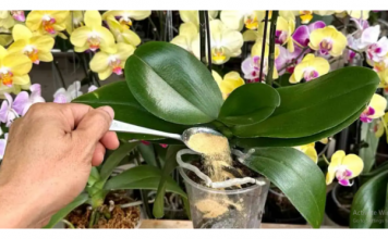 1 kašičica direktno u saksiju i 0RHIDEJA cvjeta skoro N0N-ST0P: Nema plijesni, bolesti i imam 5 puta više cvjetova!