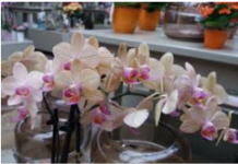 SVE ŠTO VAM TREBA JE PIRINAČ: Listovi orhideje odmah se ukorijene i cvjetaju tokom cijele godine!
