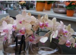 SVE ŠTO VAM TREBA JE PIRINAČ: Listovi orhideje odmah se ukorijene i cvjetaju tokom cijele godine!
