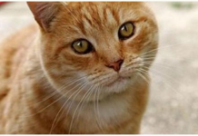 ZAŠTO MAČKA PRATI VLASNIKA U STOPU: Ako ide s vama čak i u WC, EVO ŠTA VAM PORUČUJE