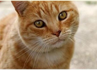 ZAŠTO MAČKA PRATI VLASNIKA U STOPU: Ako ide s vama čak i u WC, EVO ŠTA VAM PORUČUJE