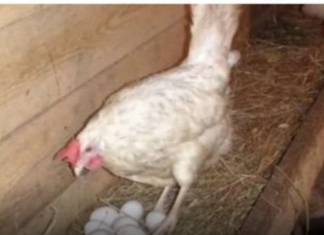 Kokoši će NOSITI 2 puta više jaja: Tajne o kojima iskusni farmeri šute!