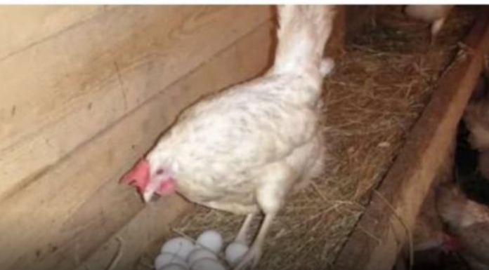 Kokoši će NOSITI 2 puta više jaja: Tajne o kojima iskusni farmeri šute!