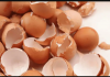 NIKADA IH NE BACAJTE: Ljuske od jaja su vrjednije nego što mislite. Malo ljudi to shvaća!