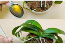 SIPAJTE SAMO JEDNOM: Najslabija orhideja odmah postaje jaka i cvjeta cijele godine