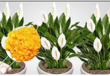 ODMAH JE PROCVJETALA! 1 kašičica za svaki kućni cvijet i bujno cvjetanje je zagarantovano!