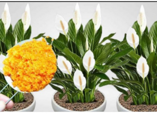 ODMAH JE PROCVJETALA! 1 kašičica za svaki kućni cvijet i bujno cvjetanje je zagarantovano!