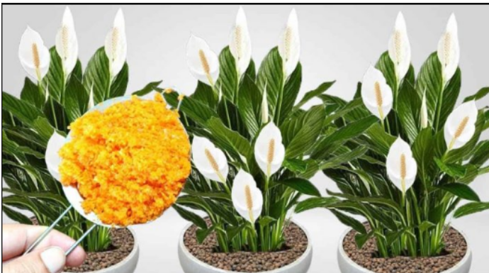 ODMAH JE PROCVJETALA! 1 kašičica za svaki kućni cvijet i bujno cvjetanje je zagarantovano!