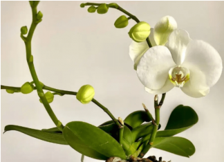 Samo joj dajte 1 kašiku i uništena ORHIDEJA će niknuti mnogo novih korijena!