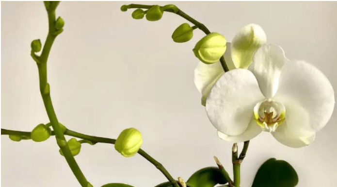 Samo joj dajte 1 kašiku i uništena ORHIDEJA će niknuti mnogo novih korijena!