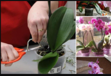 Orhideja ovu tečnost voli više od vode: Samo 2 kašike su dovoljne da cvjeta kao luda cijelu godinu