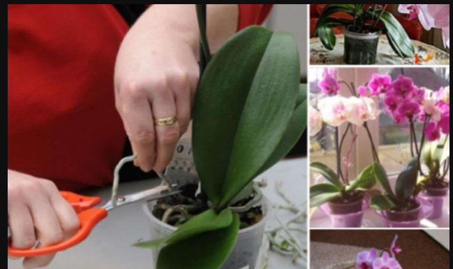 Orhideja ovu tečnost voli više od vode: Samo 2 kašike su dovoljne da cvjeta kao luda cijelu godinu